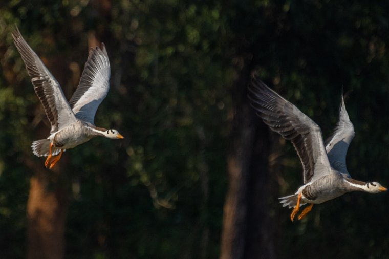 131 Nagarhole NP.jpg